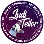 JUDI TEILOR ПИТОМНИК ЧИХУАХУА БЕЛАРУСЬ 🐶 CHIHUAHUA KENNEL FCI